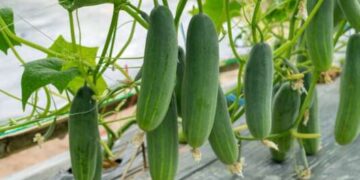 Как увеличить урожай огурцов и помидоров: лучшие народные удобрения