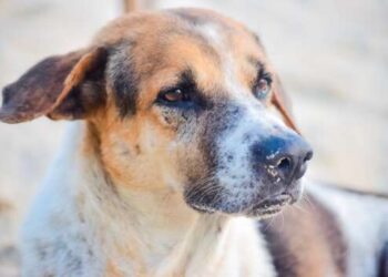 В Одессе за одни сутки собаки покусали трех человек