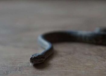 В дома одесситов всё чаще заползают змеи (видео)