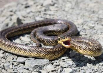 До одеського суду завітав незвичайний гість | Надзвичайні події Одесса та область