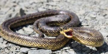 До одеського суду завітав незвичайний гість | Надзвичайні події Одесса та область