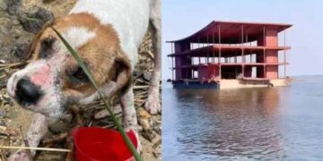 Большая вода вынесла на одесское побережье оленя, собаку и здание — видео