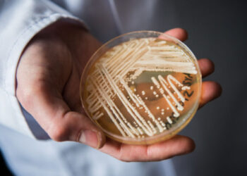 В США распространяется устойчивый к лекарствам потенциально смертельный грибок: его резистентность выросла на фоне COVID