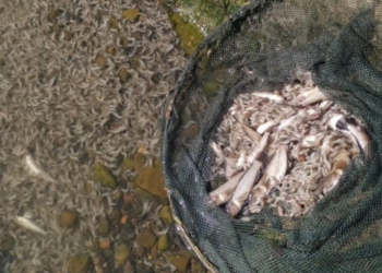 На березі Хаджибейського лиману зафіксований мор риби та креветки