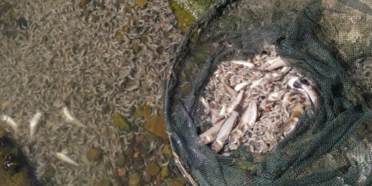 На березі Хаджибейського лиману зафіксований мор риби та креветки