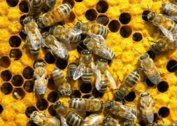 На Одещині люди постраждали від укусів бджіл | Надзвичайні події Одесса та область