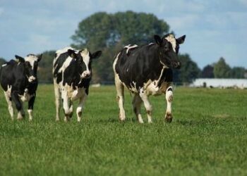 На Одещині виділили землю для громадських пасовищ | Надзвичайні події Одесса та область