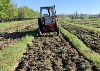 На Одещині висадять молодий ліс | Надзвичайні події Одесса та область
