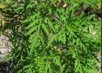 ОБЕРЕЖНО  АМБРОЗІЯ!