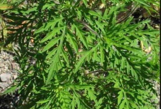 ОБЕРЕЖНО  АМБРОЗІЯ!