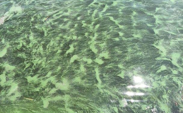 Одеська затока зацвіла небезпечними бактеріями