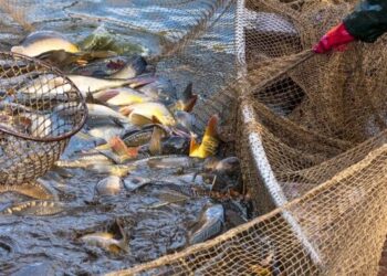 У внутрішніх водоймах України виловили понад 770 тонн риби — Новини Одеської області