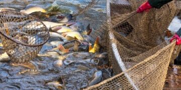 У внутрішніх водоймах України виловили понад 770 тонн риби — Новини Одеської області