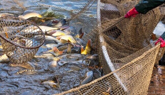У внутрішніх водоймах України виловили понад 770 тонн риби — Новини Одеської області
