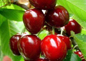 Українські садівники розпочали збір черешні