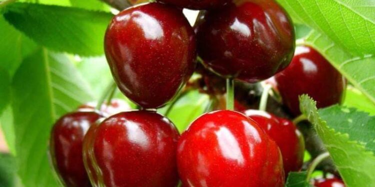 Українські садівники розпочали збір черешні