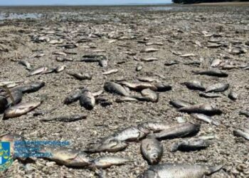 Из-за подрыва Каховской ГЭС уничтожено более 11 тыс. тонн рыбы