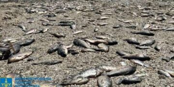 Из-за подрыва Каховской ГЭС уничтожено более 11 тыс. тонн рыбы