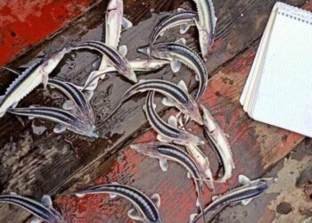 На Дунаї відновлюється популяція червонокнижних осетрів