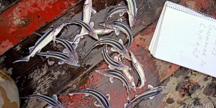 На Дунаї відновлюється популяція червонокнижних осетрів