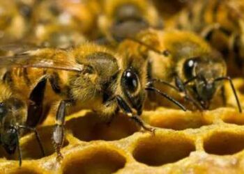 На Одещині чоловік побив поліцейського та випустив на нього бджіл | Надзвичайні події Одесса та область