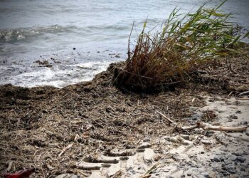 В Одесі всі пляжі непридатні для купання в морі | Одеський Монітор