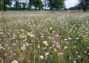 В Україну йде спека з Сахари: найвищі температури очікуються на півдні країни