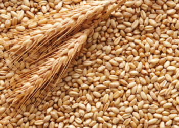 «Зернова угода»: у порту Одеси завантажили 85 тис. тонн зерна для Єгипту, «Південний» — не працює — Новини Одеської області