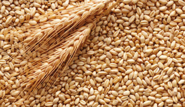 «Зернова угода»: у порту Одеси завантажили 85 тис. тонн зерна для Єгипту, «Південний» — не працює — Новини Одеської області