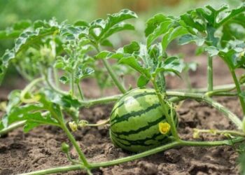 Зернове підприємство Одещини почало вирощувати кавуни — Новини Одеської області
