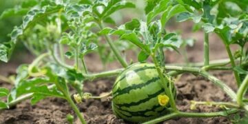 Зернове підприємство Одещини почало вирощувати кавуни — Новини Одеської області