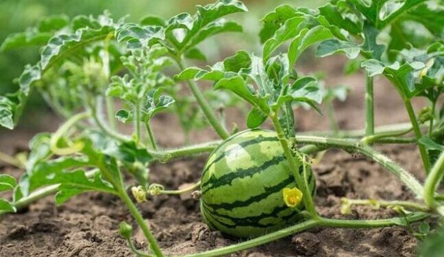 Зернове підприємство Одещини почало вирощувати кавуни — Новини Одеської області