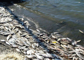 Массовый мор рыбы: в Минздраве предупреждают о ботулизме