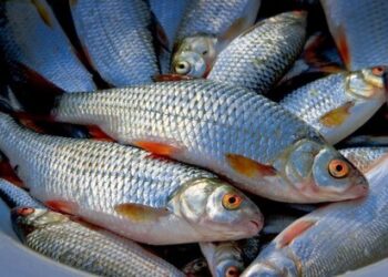 В Одессе и Черноморске обнаружены пробы, содержащие сальмонеллу и кишечные инфекции — ОГА