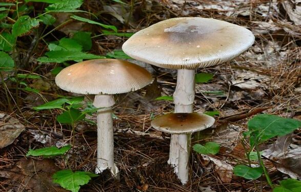 Исследование: ученые нашли противоядие от самого смертоносного гриба