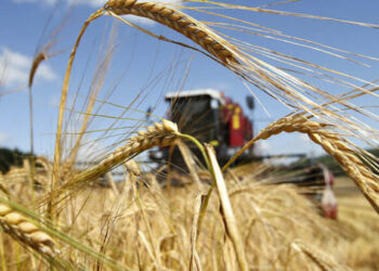 Відправлятимуть зерно на експорт віднині тільки «білі» компанії, — Одеська ОВА — Новини Одеської області