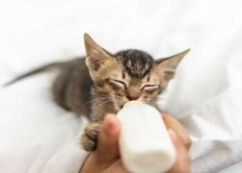 Когда можно забирать котенка от кошки в новый дом