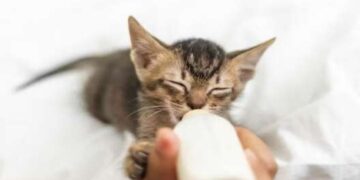 Когда можно забирать котенка от кошки в новый дом