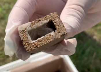 У Червоноградській громаді проводять заходи із вакцинації диких тварин від сказу – Новини Львова та області