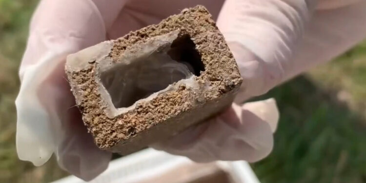 У Червоноградській громаді проводять заходи із вакцинації диких тварин від сказу – Новини Львова та області