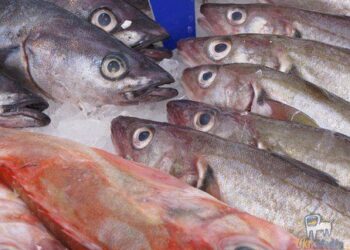 Росія захопила до 90% рибальських ресурсів України