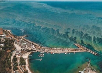 Почти полторы тысячи квадратных километров Черного моря сегодня цветет