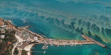Почти полторы тысячи квадратных километров Черного моря сегодня цветет