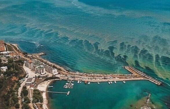 Почти полторы тысячи квадратных километров Черного моря сегодня цветет