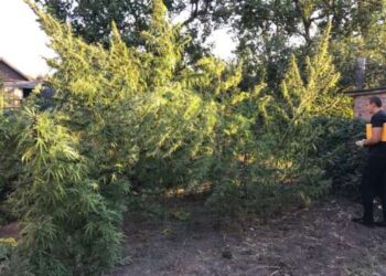 У 71-летней жительницы Кривого Рога нашли 3-метровую коноплю