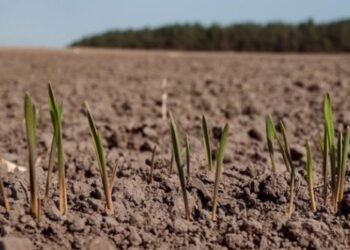 Через відсутність дощів аграрії Одещині призупинили посівну кампанію — Новини Одеської області