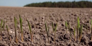 Через відсутність дощів аграрії Одещині призупинили посівну кампанію — Новини Одеської області