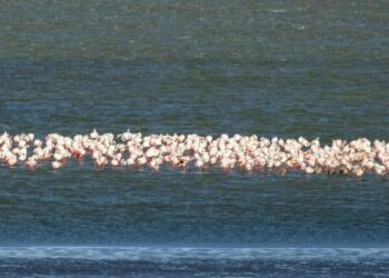 До Одеської області прилетіло 1114 рожевих фламінго — Новини Одеської області