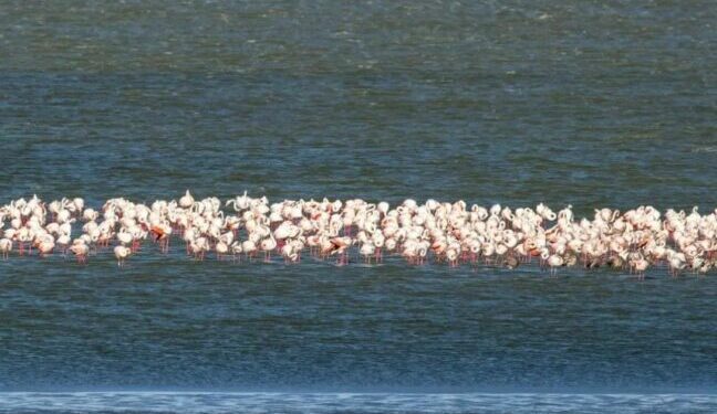 До Одеської області прилетіло 1114 рожевих фламінго — Новини Одеської області