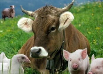 На Одещині спостерігається позитивна динаміка у розвитку тваринництва | Надзвичайні події Одесса та область